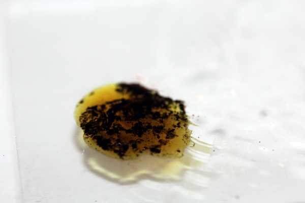 Gloeocystidiellum karstenii? (Laxitextum bicolor)